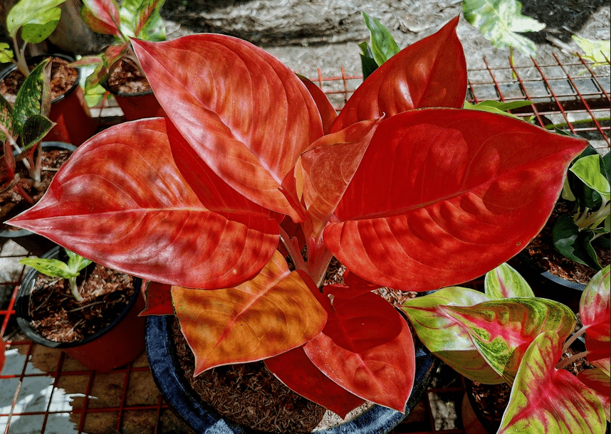 aglaonema siam care
