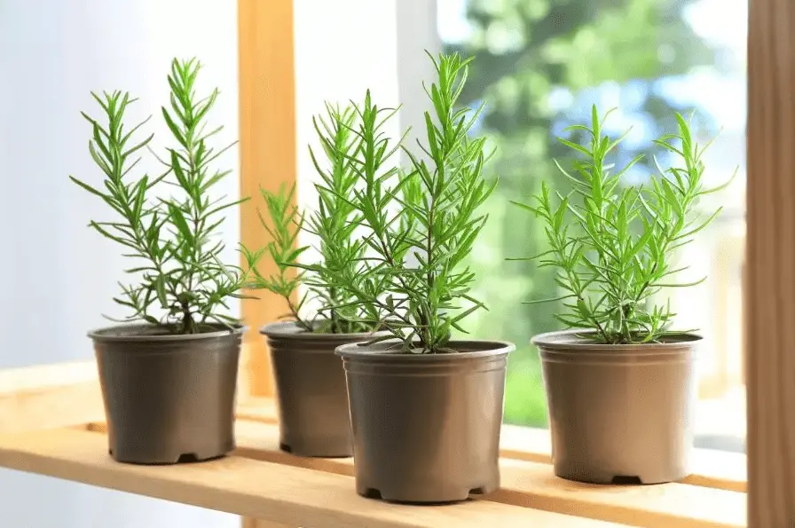 rosemary care
