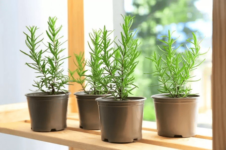 Rosemary Plant Indoor - How To Care And Grow 2 rosemary care