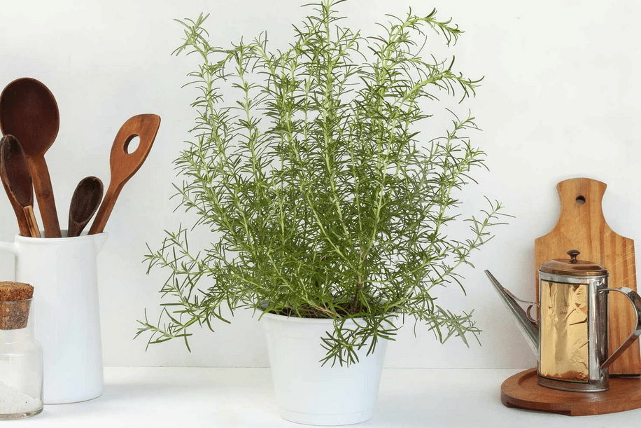 Rosemary Plant Indoor - How To Care And Grow 5 rosemary plant care