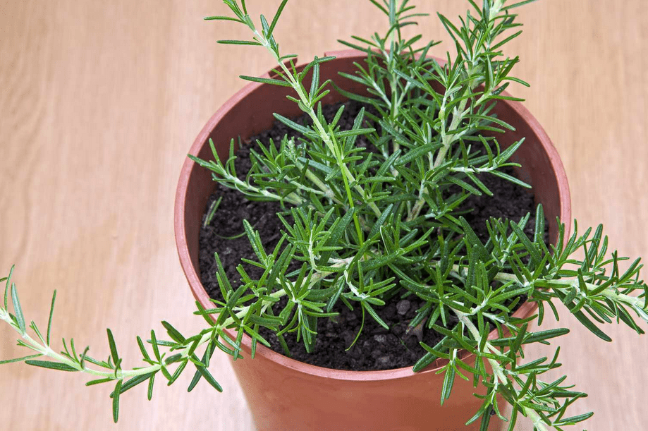 Rosemary Plant Indoor - How To Care And Grow 3 indoor rosemary plant care