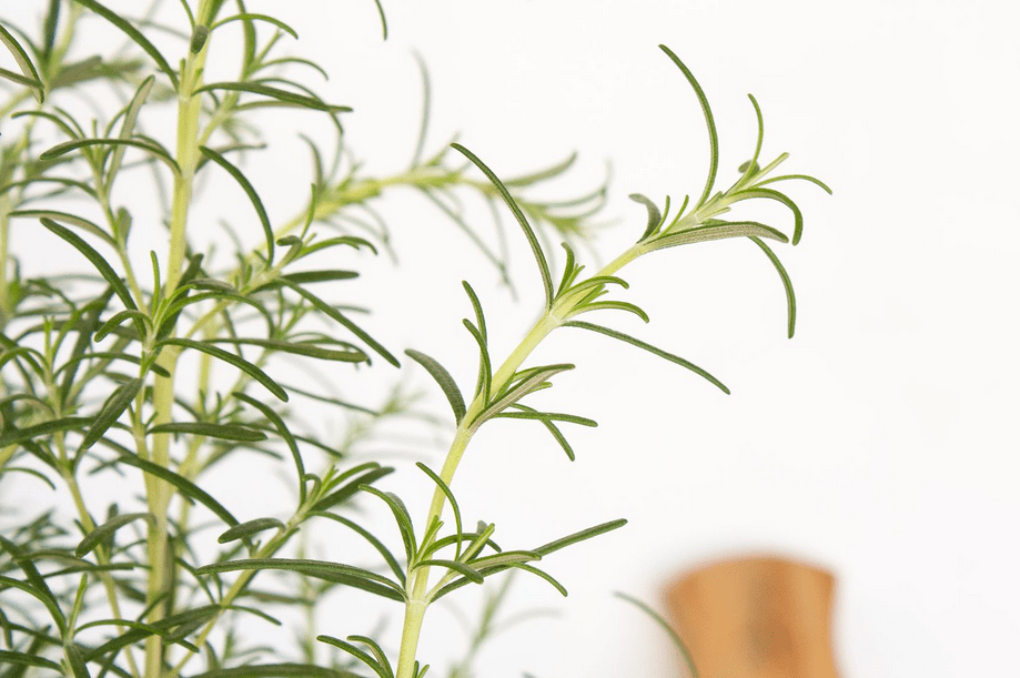 Rosemary Plant Indoor - How To Care And Grow 4 how to care for rosemary plant indoors