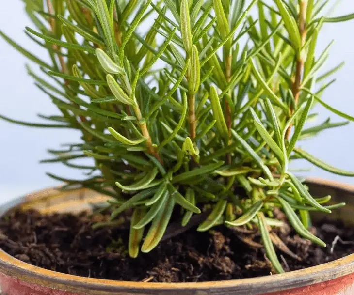 rosemary care indoors
