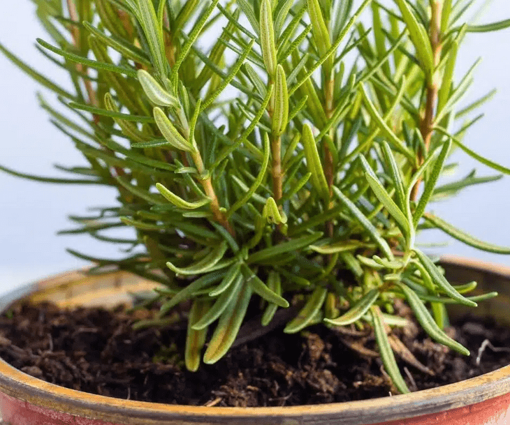 Rosemary Plant Indoor - How To Care And Grow 7 rosemary care indoors