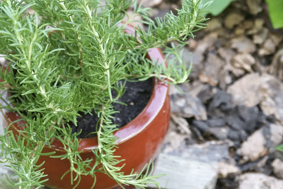 rosemary bush care

