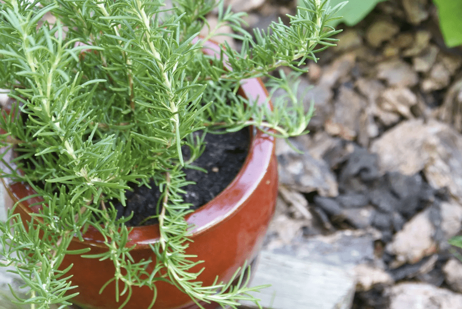 Rosemary Plant Indoor - How To Care And Grow 8 rosemary bush care