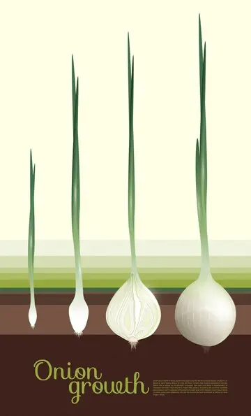 Growing Onion | All You Need To Know (Care, Soil, Planting...) 2 onion sets for planting