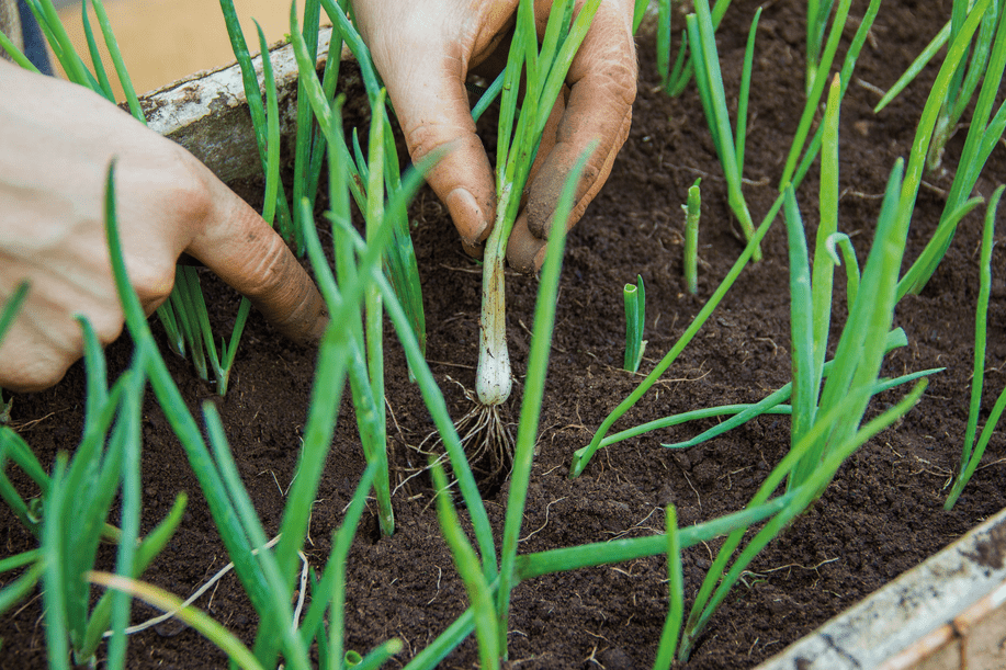 Plant Green Onions
