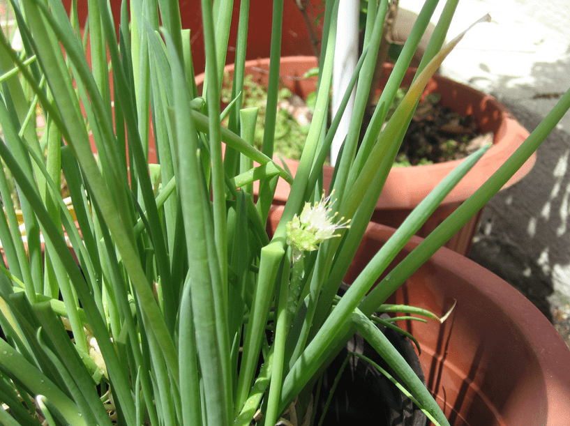 spring onion seeds
