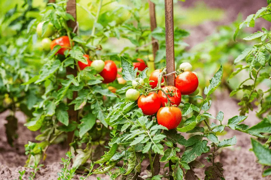 Tomato growing | Tomato Gardening