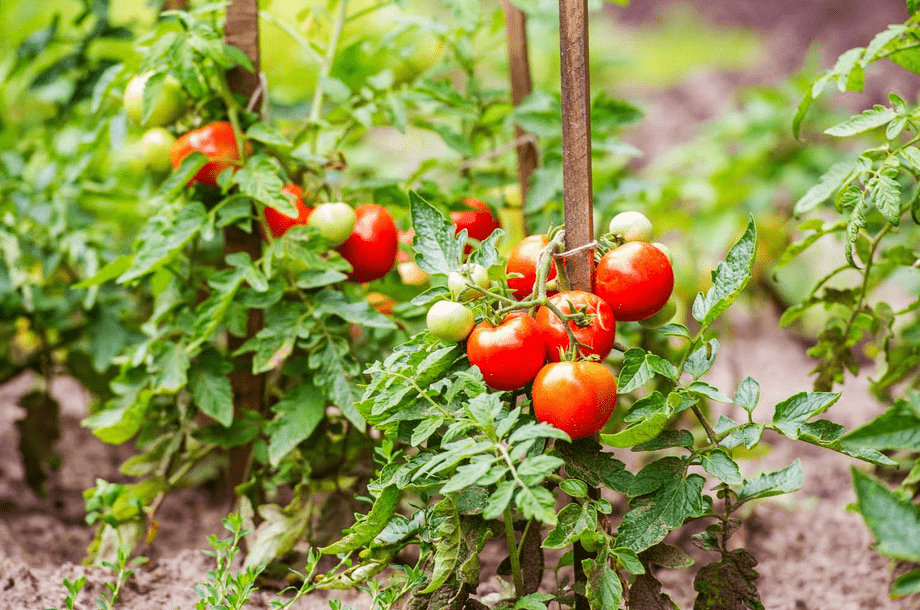 Tomato growing | Tomato Gardening