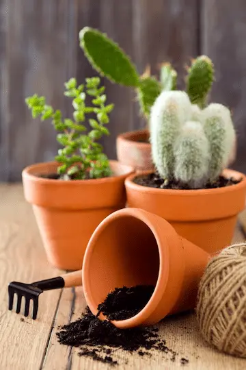 xmas cactus care