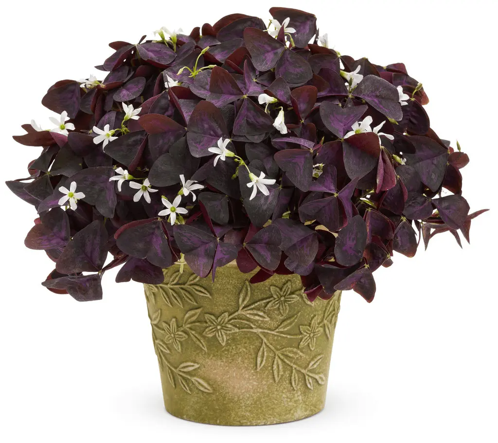 How To Care For Purple Shamrock Plant | Care & Growing Tips 2 purple shamrock care