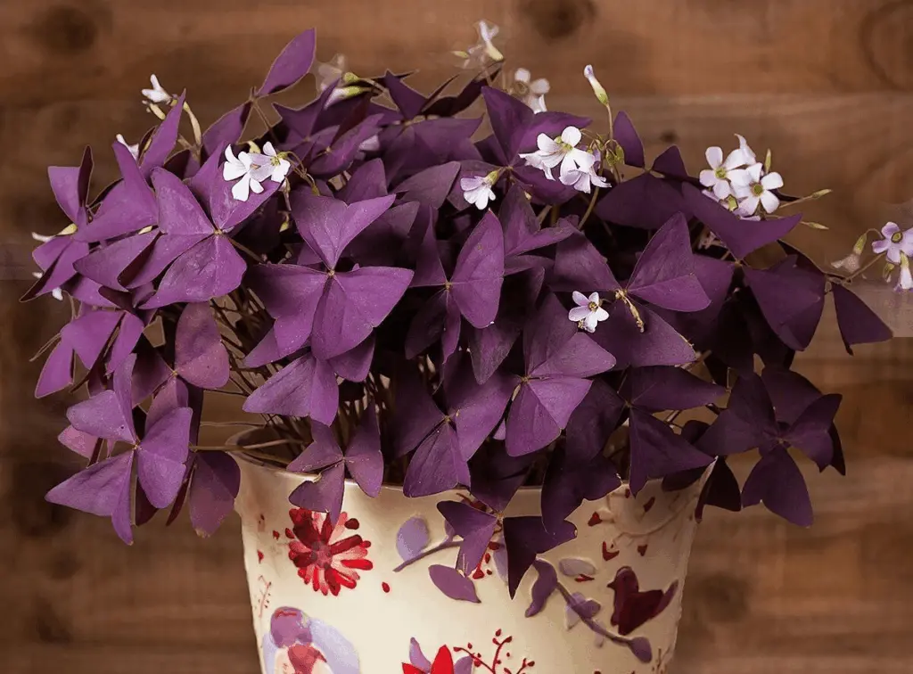 How To Care For Purple Shamrock Plant | Care & Growing Tips 3 purple shamrock plant care