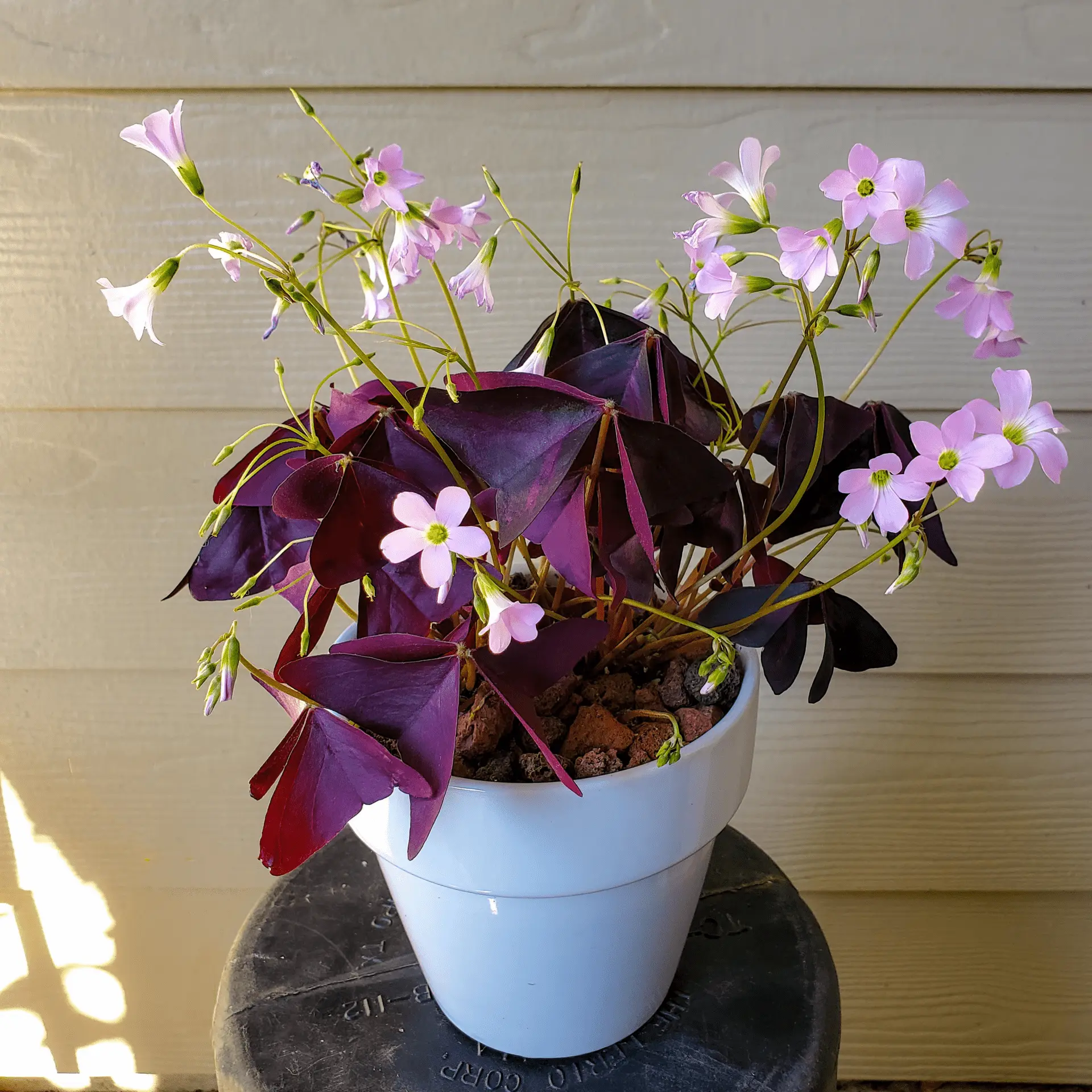 How To Care For Purple Shamrock Plant | Care & Growing Tips 4 oxalis purple