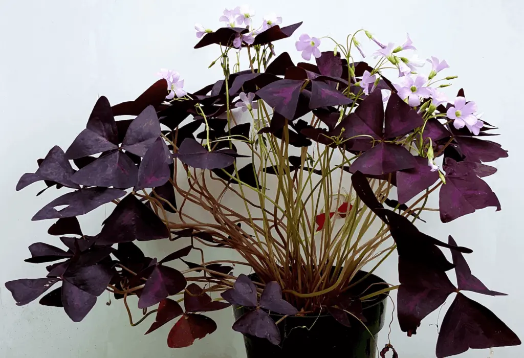 How To Care For Purple Shamrock Plant | Care & Growing Tips 5 Oxalis triangularis 'purpurea'