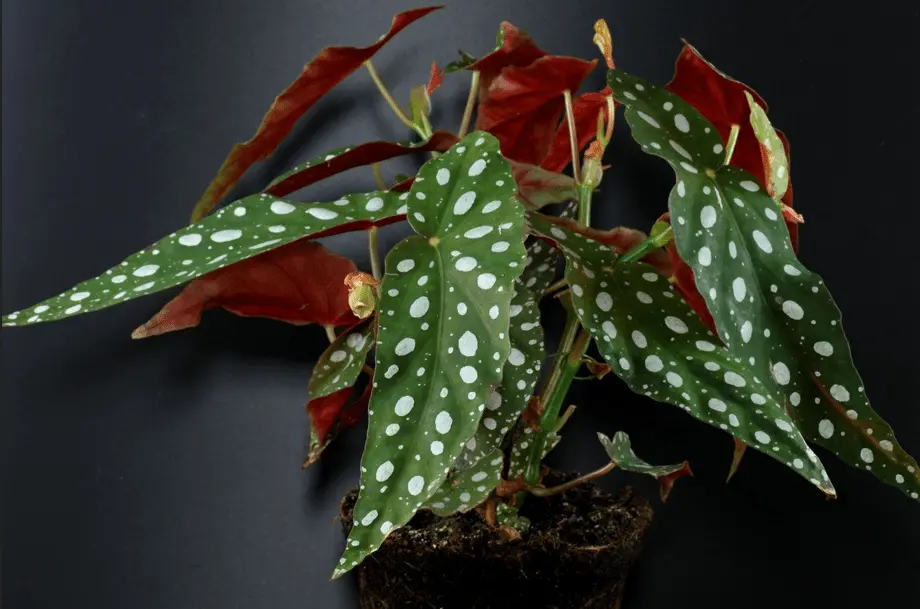 Begonia maculata


