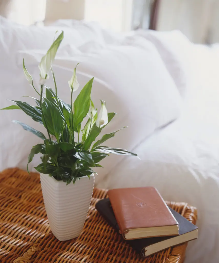 Best Bedroom Feng Shui Plants - All You Need To Know ! 3 feng shui and plants in bedroom