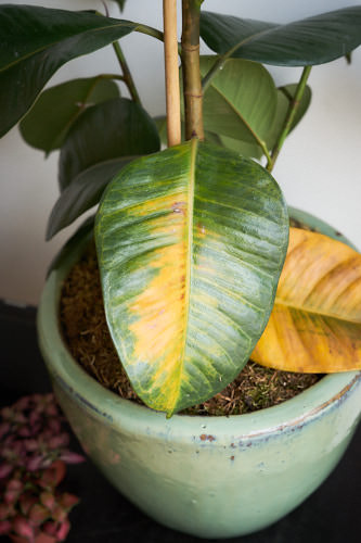 rubber tree plant losing leaves