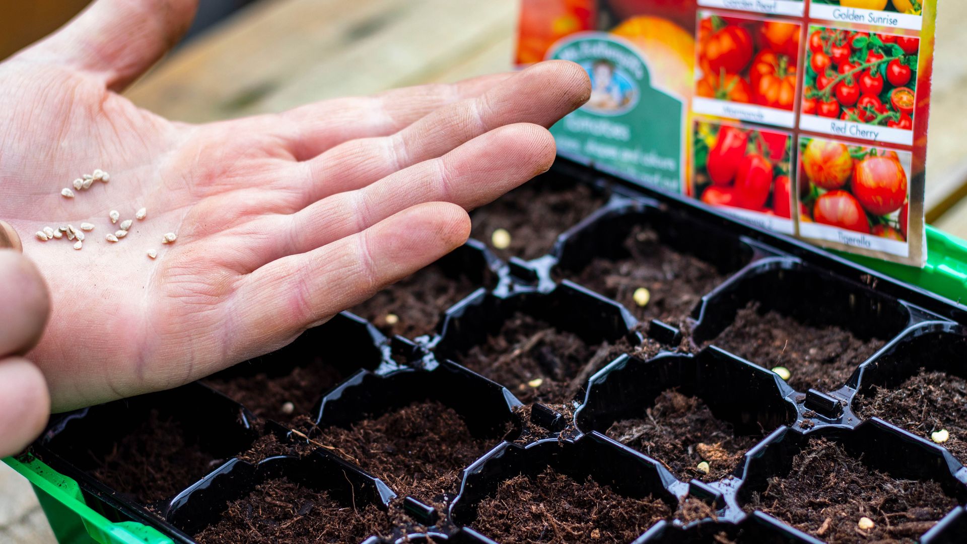 Planting Tomato Seeds