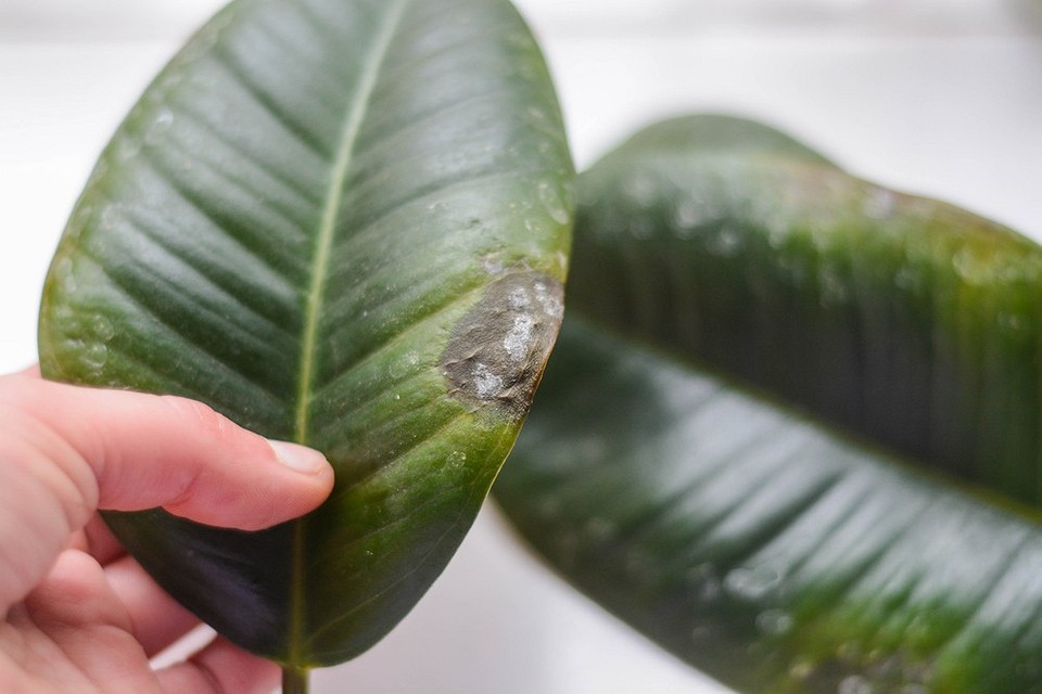 rubber tree losing leaves