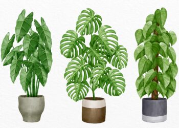 What Is The Easiest Large Houseplants To Keep Alive ?