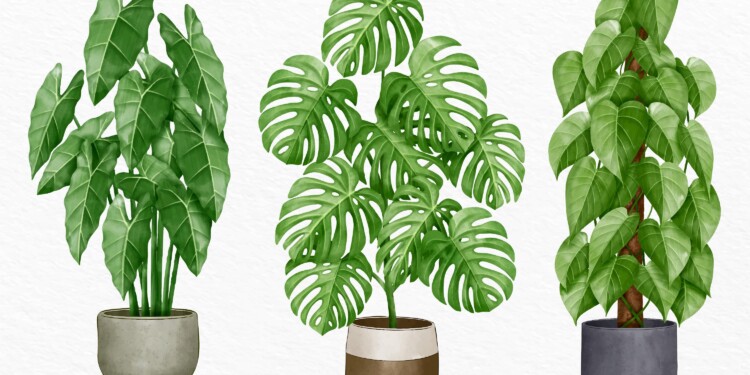 What Is The Easiest Large Houseplants To Keep Alive ?
