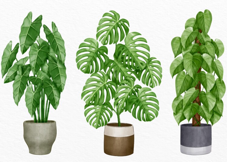 What Is The Easiest Large Houseplants To Keep Alive ?
