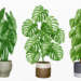 What Is The Easiest Large Houseplants To Keep Alive ?