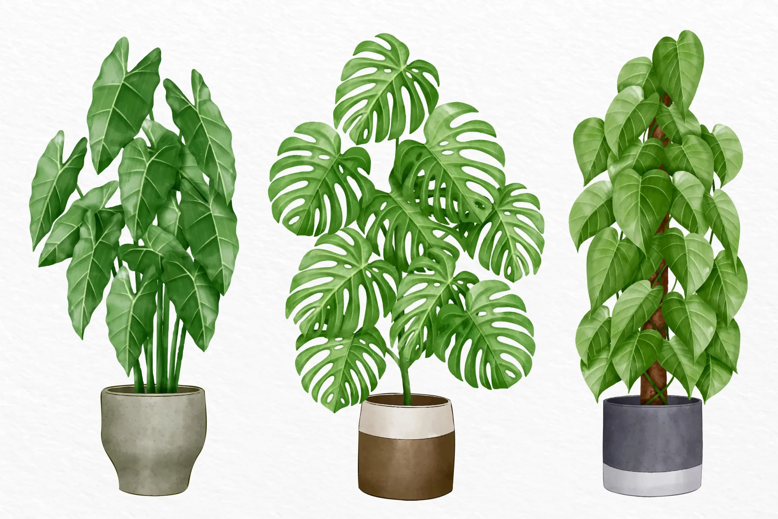 What Is The Easiest Large Houseplants To Keep Alive ?