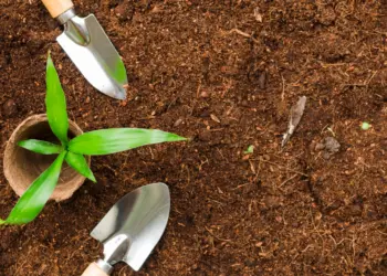 Vegetables To Grow In Shade