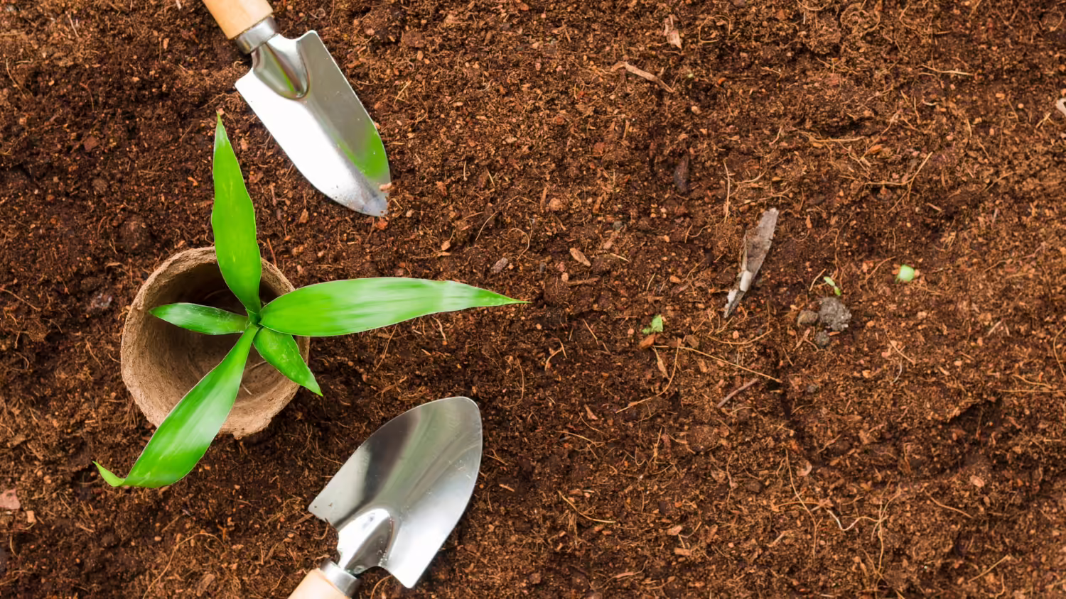 Vegetables To Grow In Shade