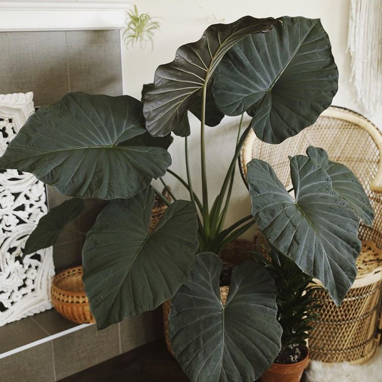 Alocasia Regal Shield Plant