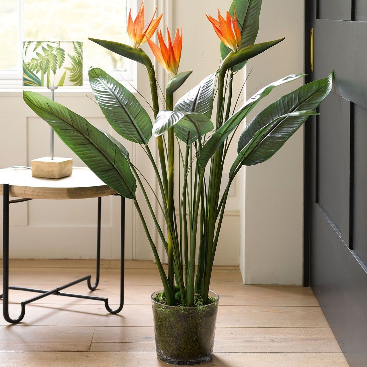 Bird of Paradise plant