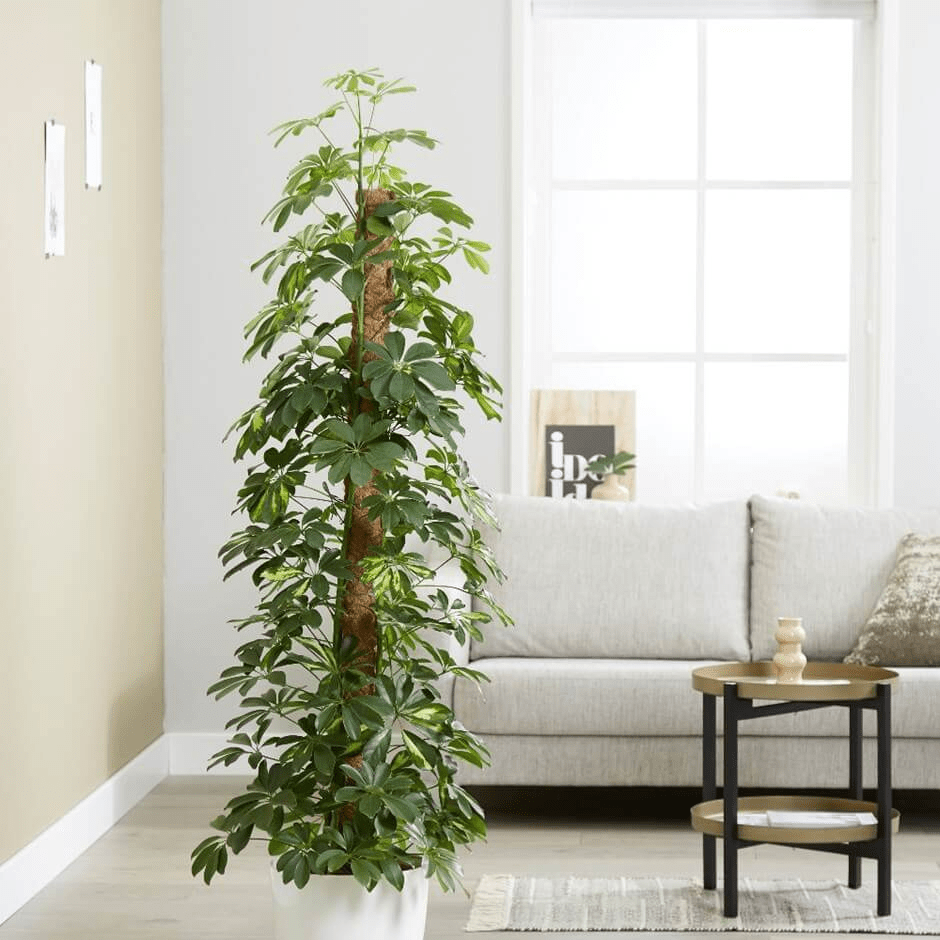 Schefflera tree indoor