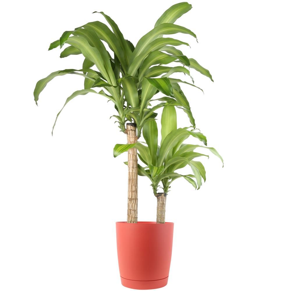 Mass Cane Floor Plant