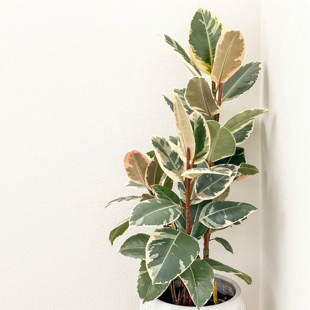 ficus tineke care
