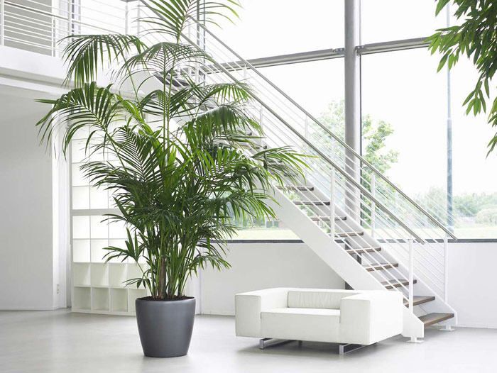 Kentia Palm plant