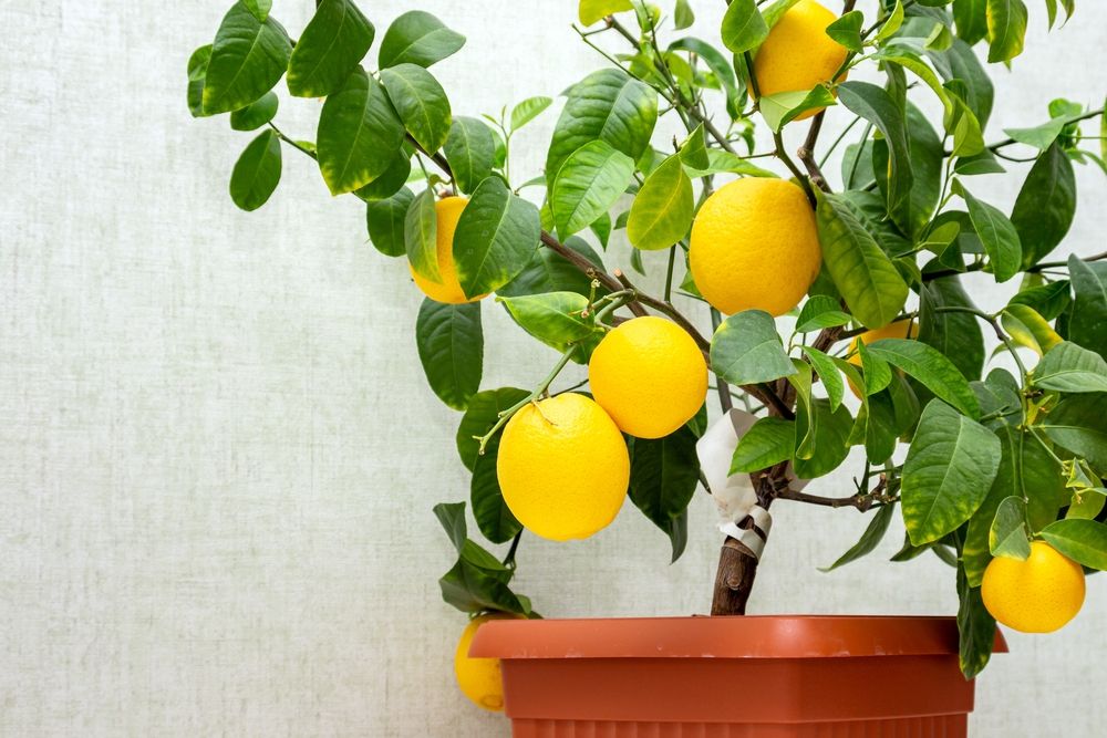 Indoor Meyer Lemon Tree 