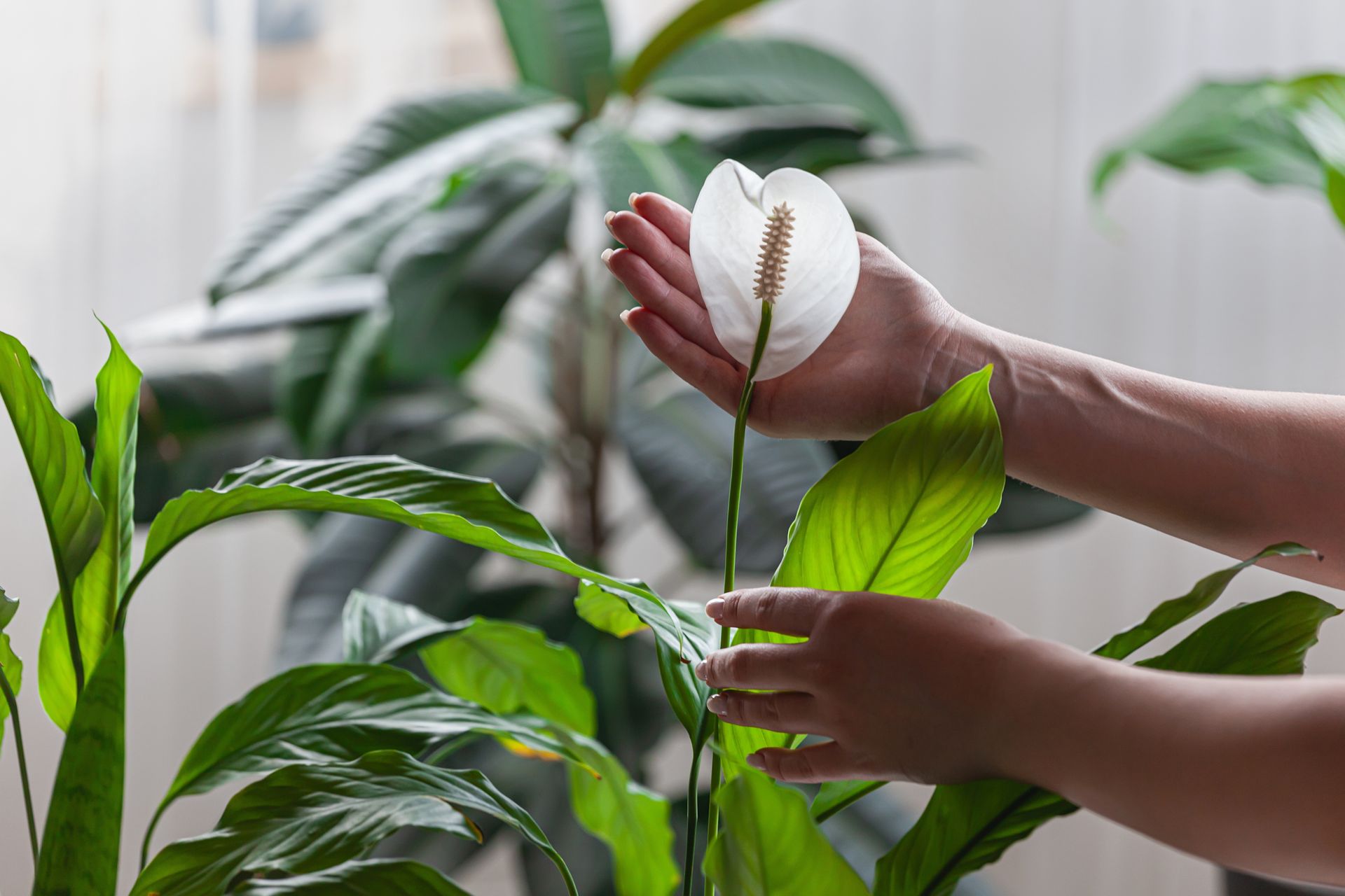 Peace Lily (Spathiphyllum) Plant