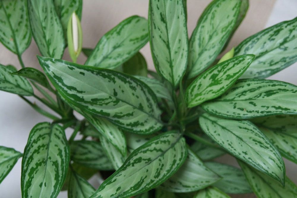 Large Indoor Plants