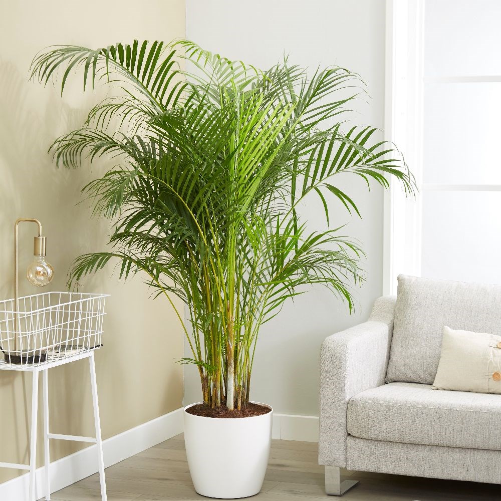 Areca Palm plant