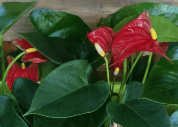 Anthurium Plant Care : Amazing Growing Guide
