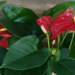 Anthurium Care - A Amazing Guide : Flourish with Flair 21 Anthurium Plant Care : Amazing Growing Guide