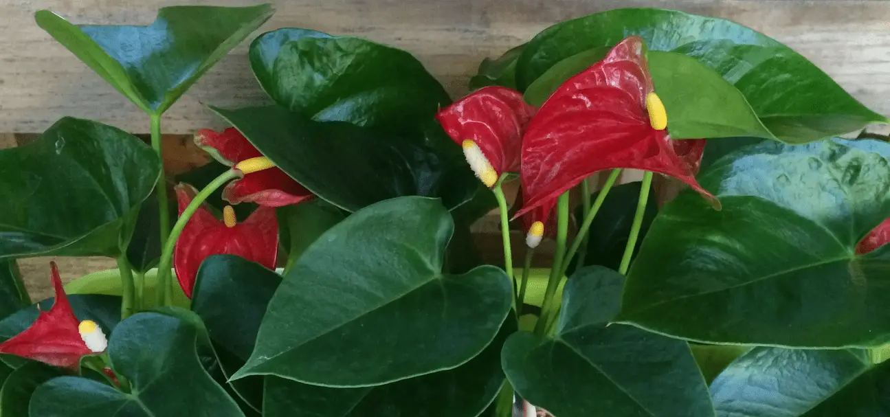 Anthurium Plant Care : Amazing Growing Guide