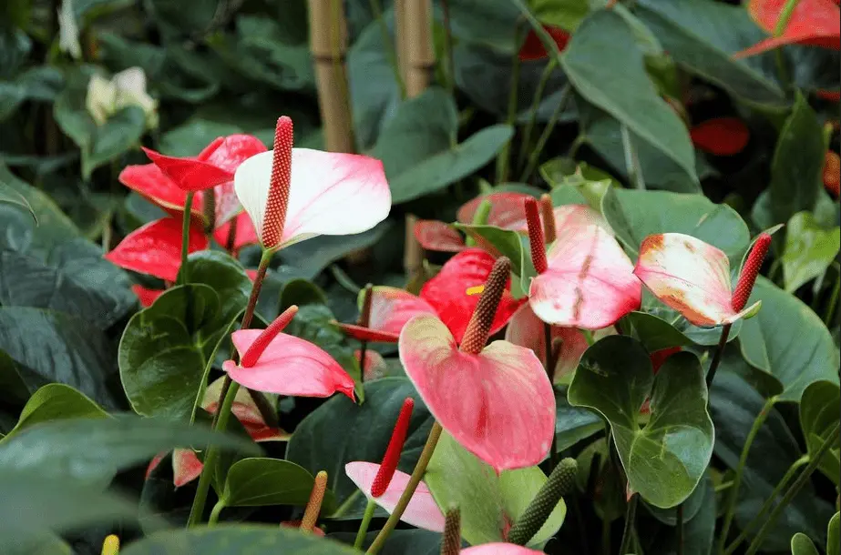 anthurium care
