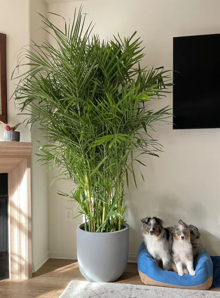 Bamboo Palm Plant