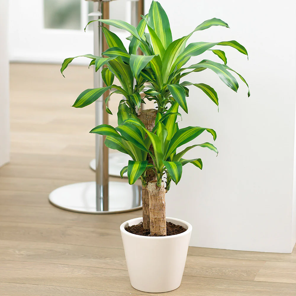 Corn Plant 