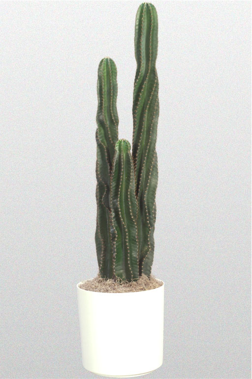 Peruvian Apple Cactus 