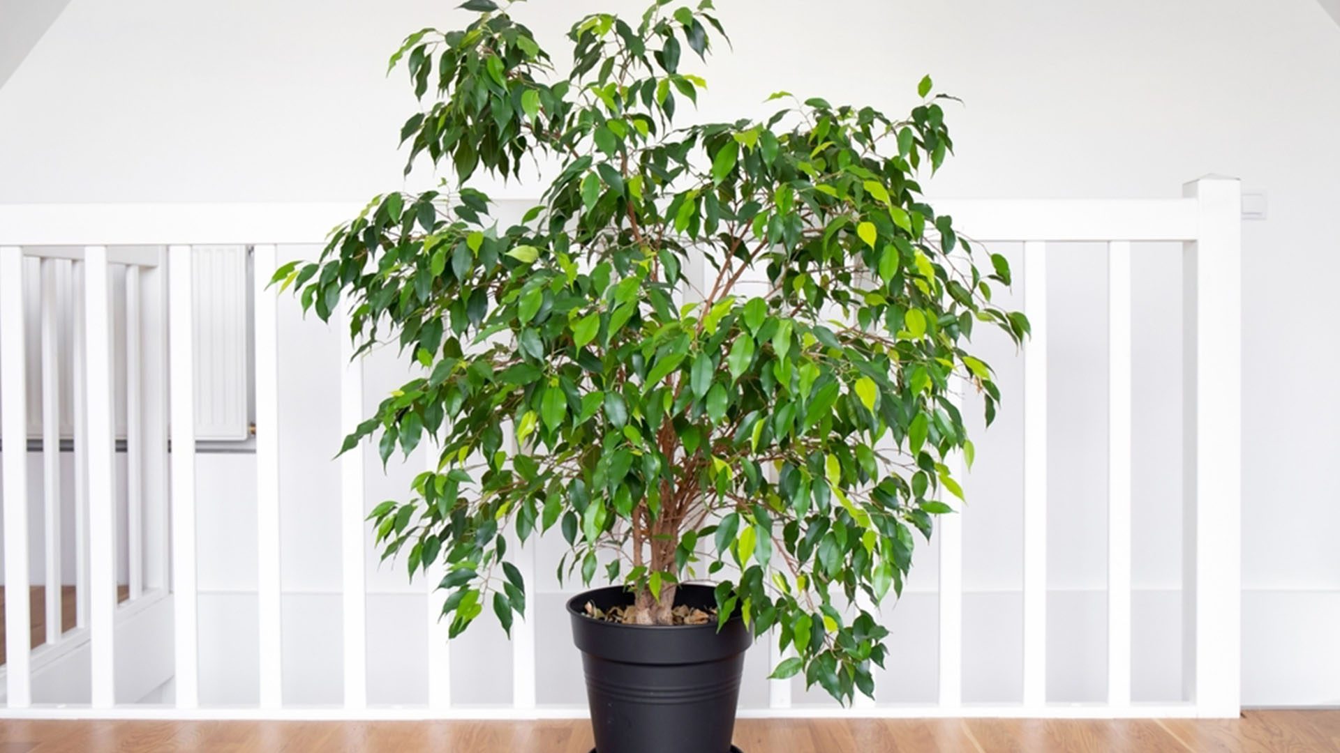 Ficus Audrey Tree